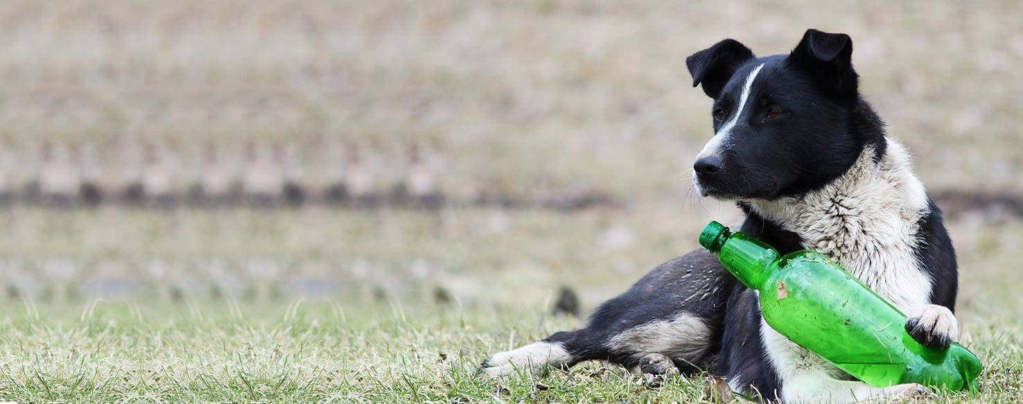 soft drinks for dogs