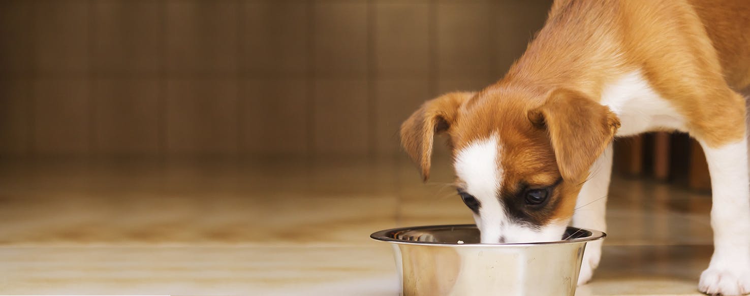 do dogs like beer