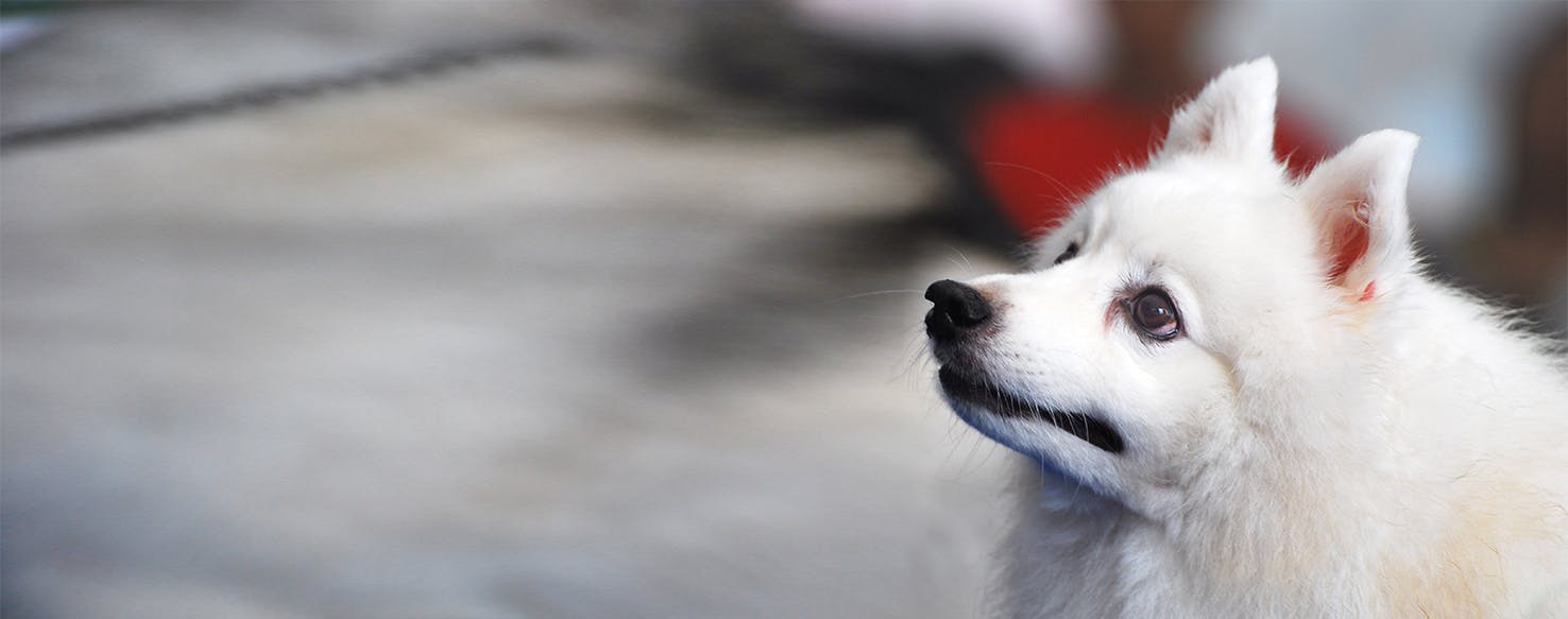 Can Dogs Smell Drugs Inside Your Body? Wag!