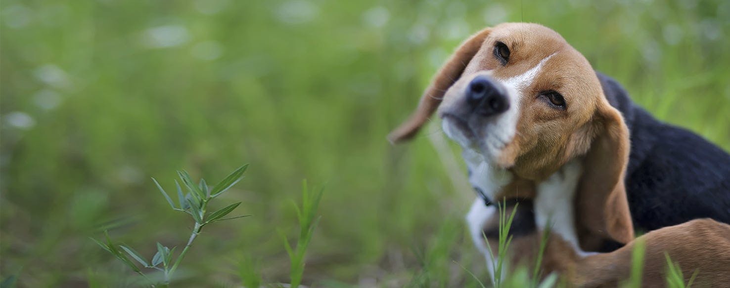 Can Dogs Detect Termites?