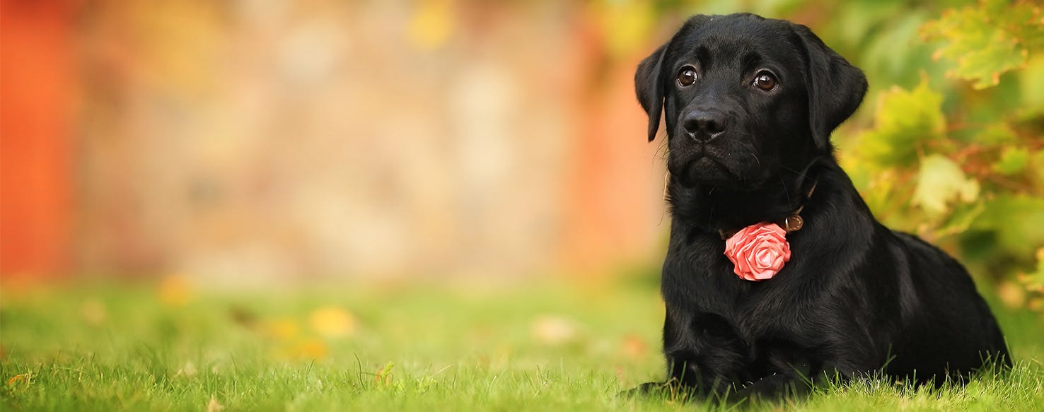 should you get another dog after one dies