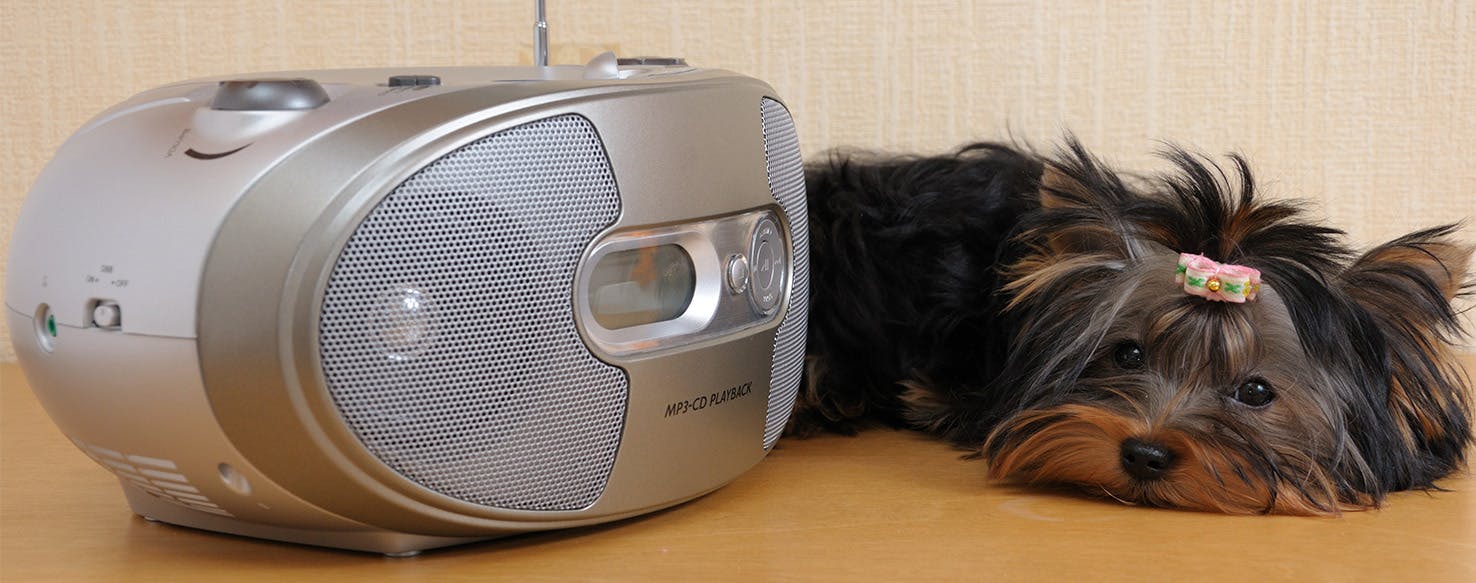 Can Dogs Recognize Music?