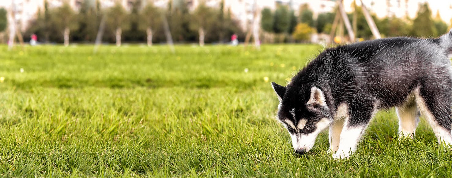 can mice smell dogs