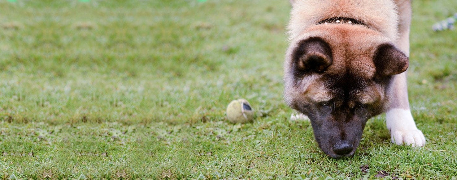 Can Dogs Sense Pests Underground?