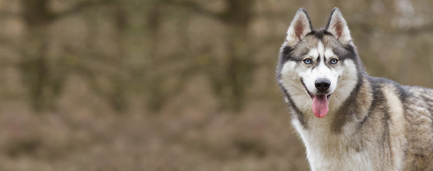 Can Dogs Recognize Colors?