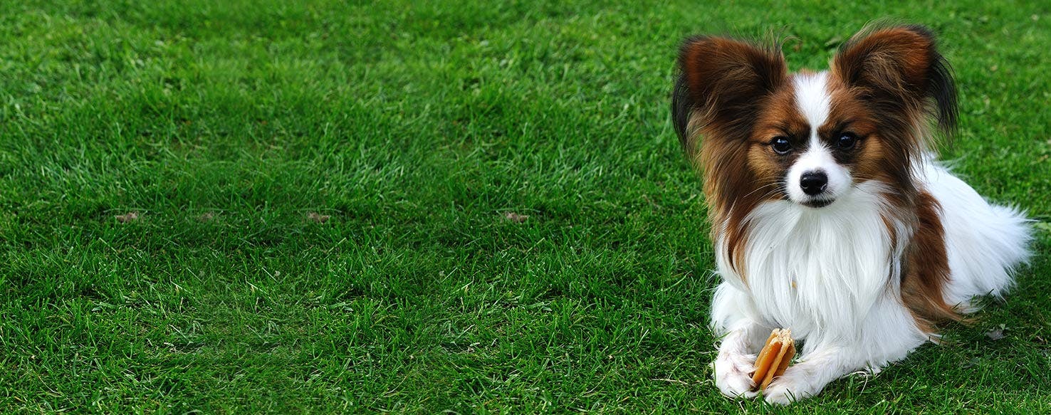 can dogs get sick from eating a dead rabbit