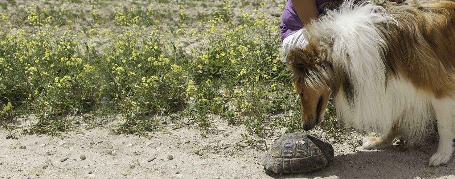 Turtle best sale and dog