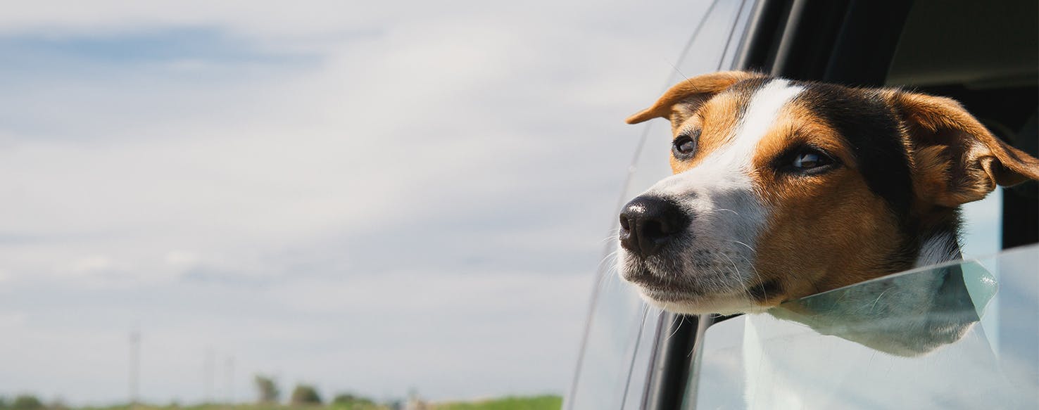 Can Dogs Sense a Tornado?