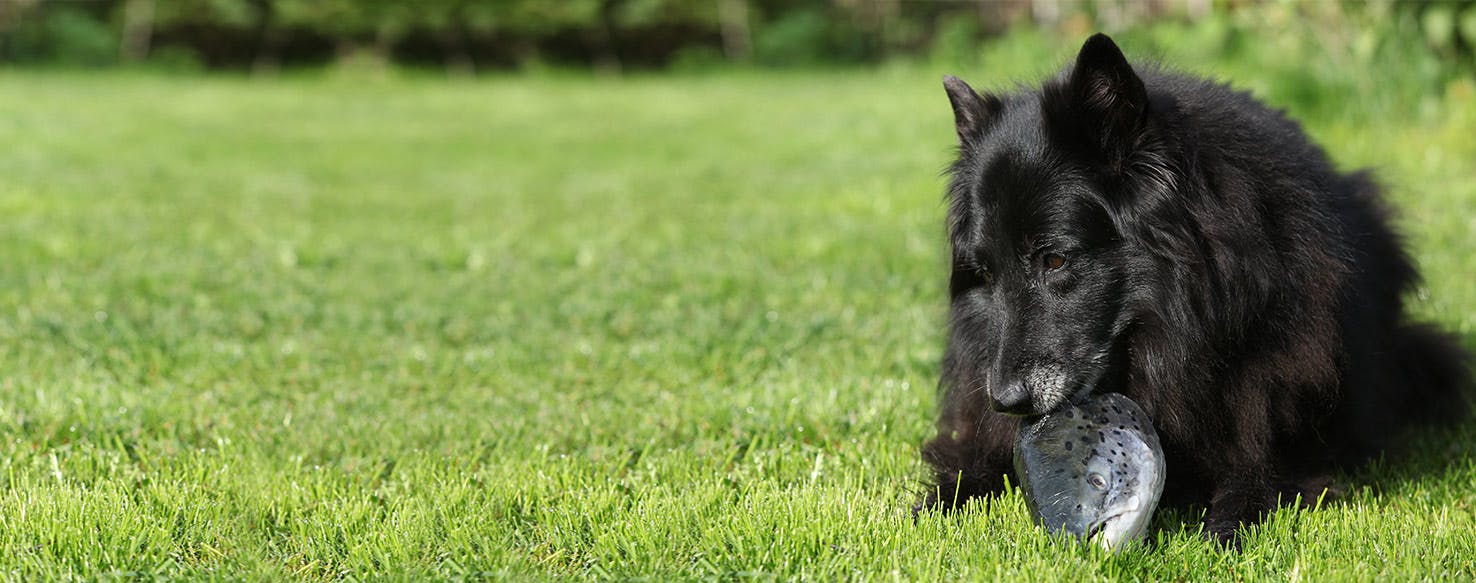 Can Dogs Taste Fishy Food?