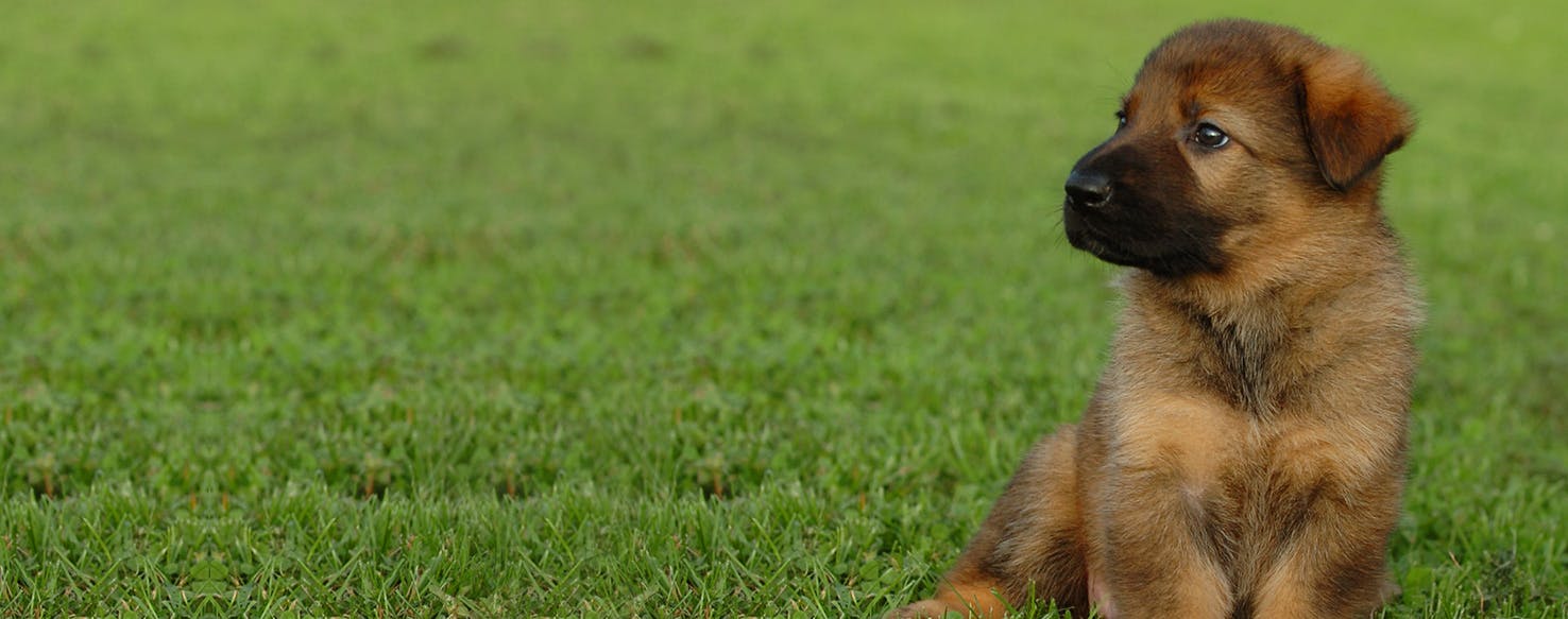 Can Dogs Hear Low Frequencies?