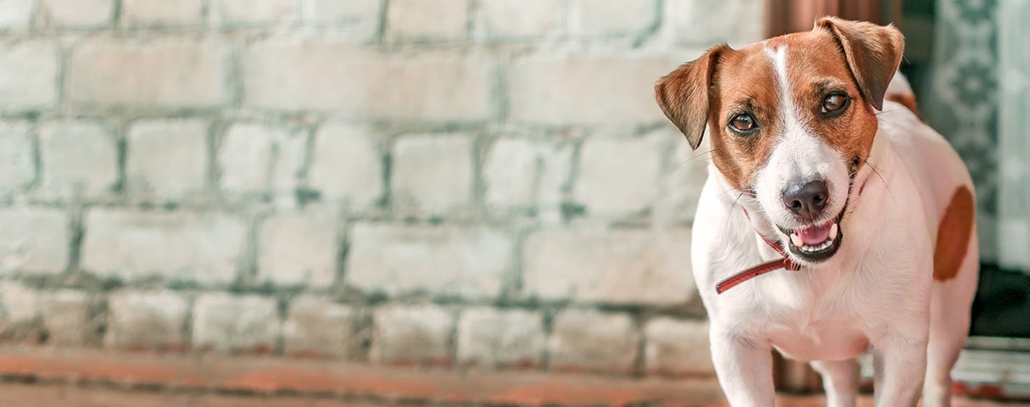 Can Dogs Smell Through Walls?