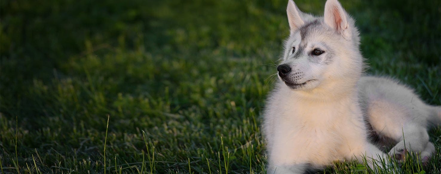 can dogs and cats sense supernatural