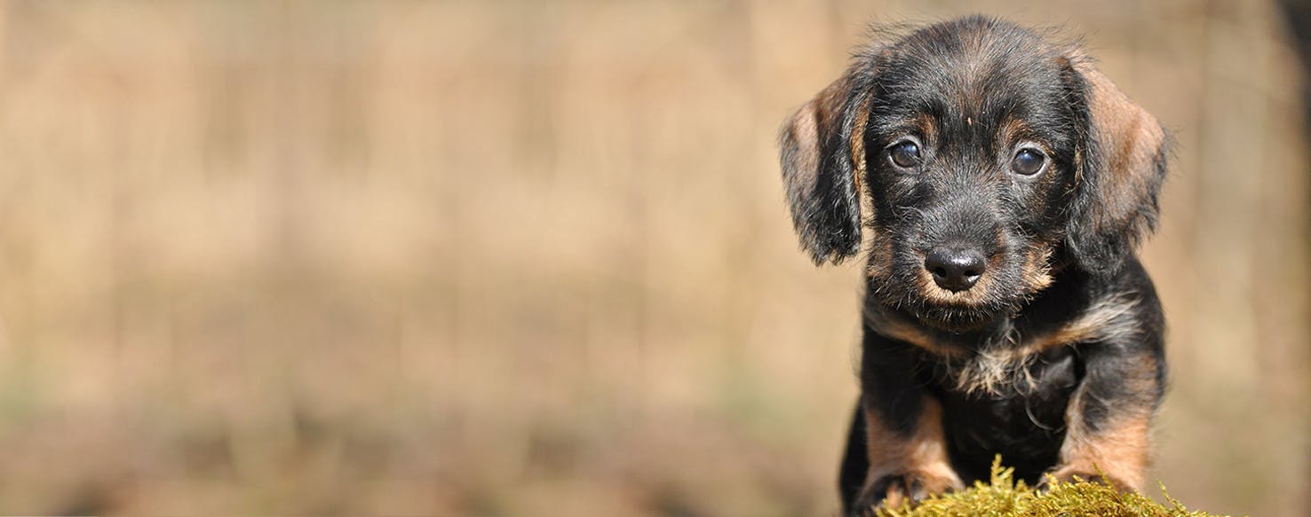 why are dogs afraid of foil