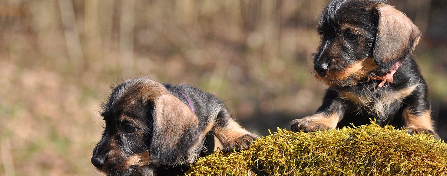 Can Dogs Feel Nettle Stings?