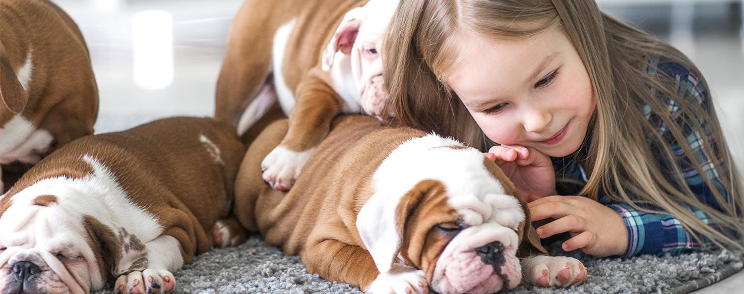 Can Dogs Smell Better Than Humans?