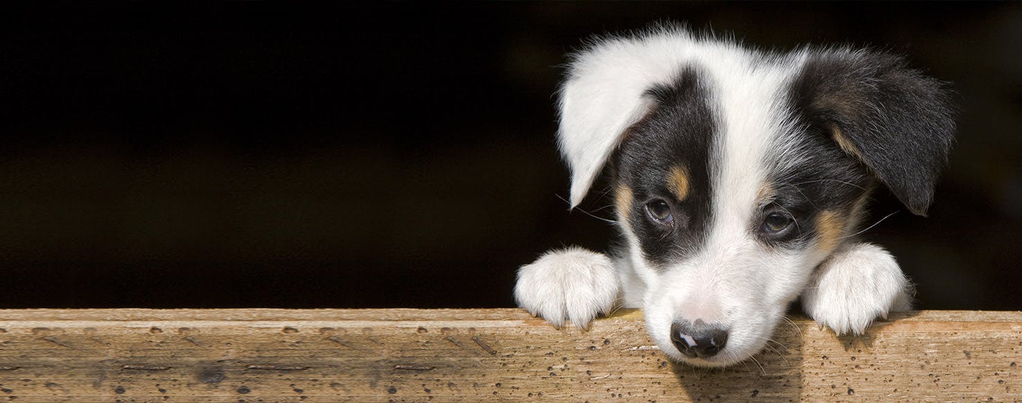 Can Dogs Feel Seizures?
