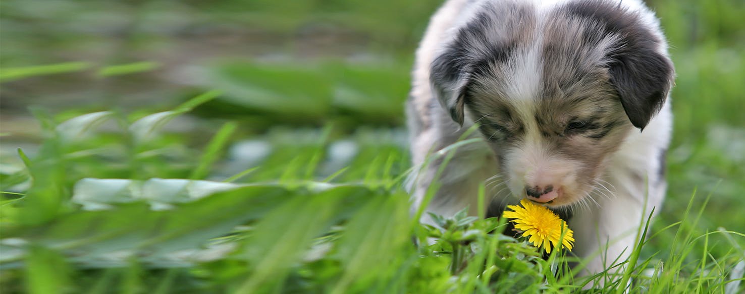 Can Dogs Smell Gold?