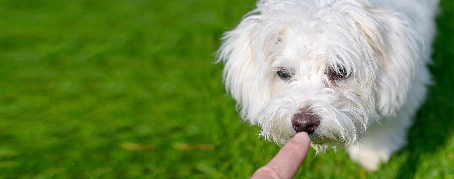 Can Dogs Smell Stress?