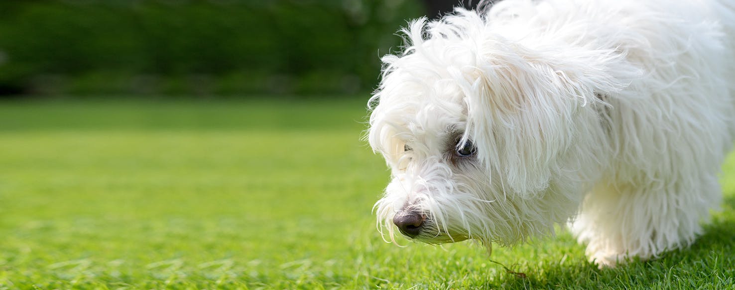 Can Dogs Smell Adrenaline?