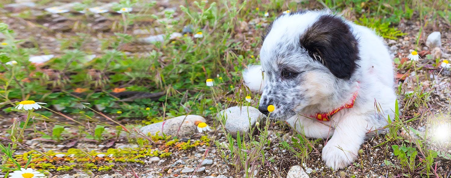 Can Dogs Sense Bed Bugs?