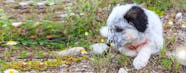 Can Dogs Sense Bed Bugs Wag 