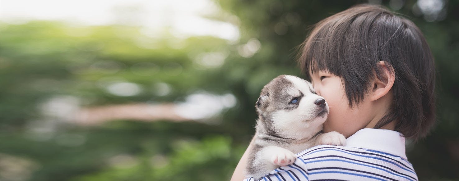 husky puppies kissing