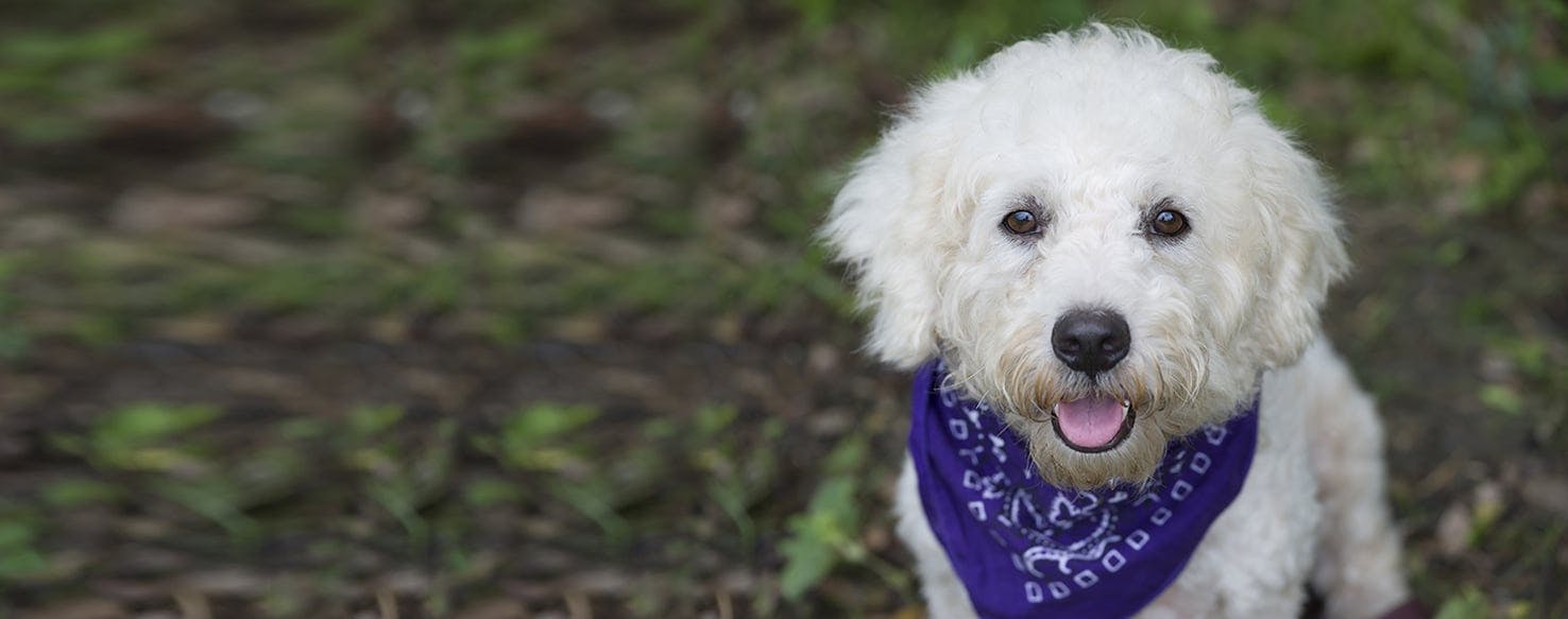 Can Dogs Hear Better Than Humans?