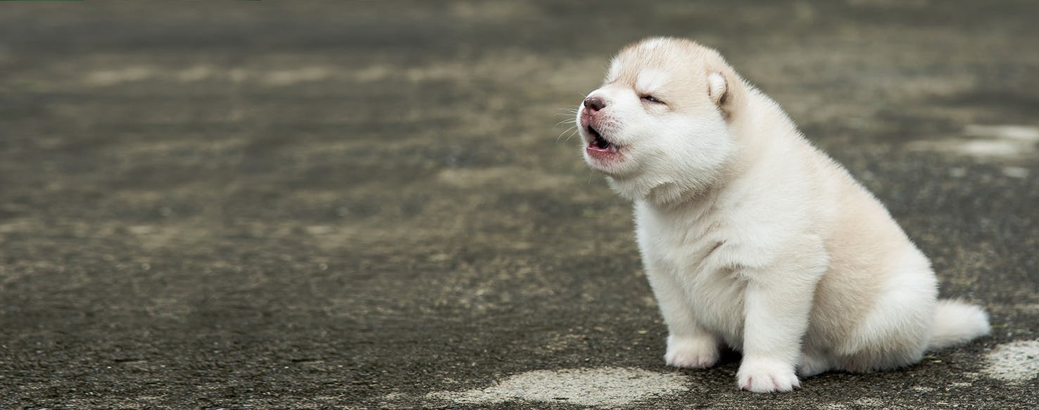 Can Dogs Learn to Speak?