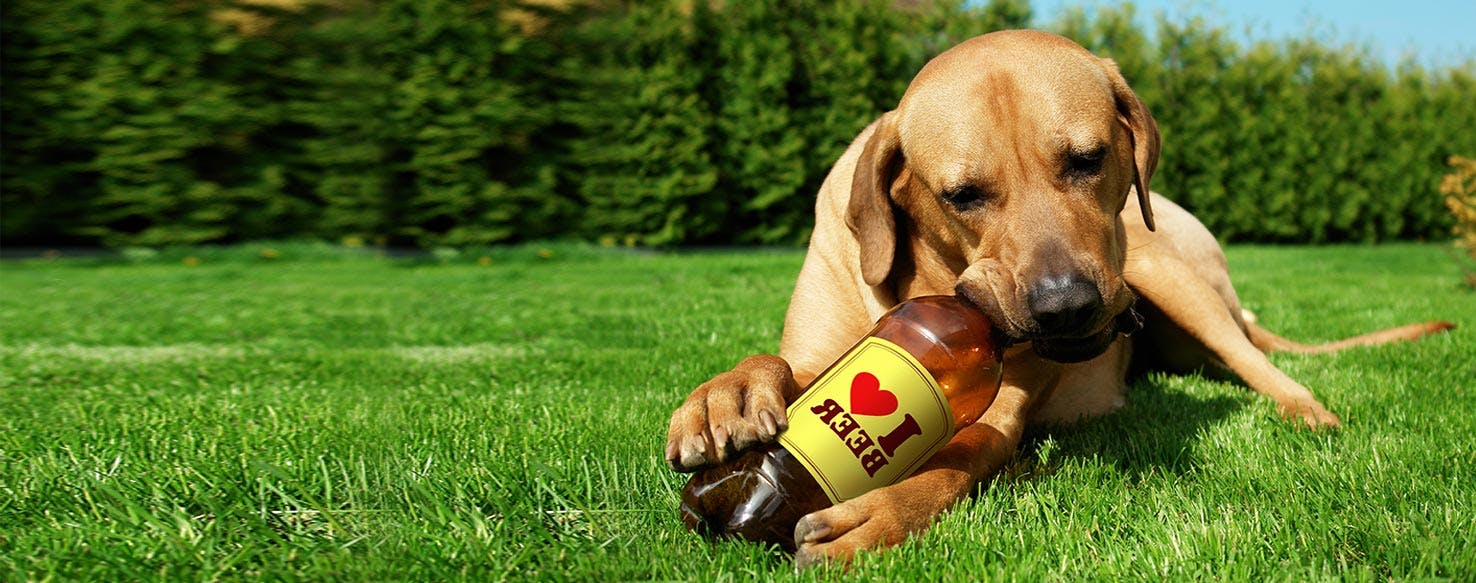 Can Dogs Have Alcohol?