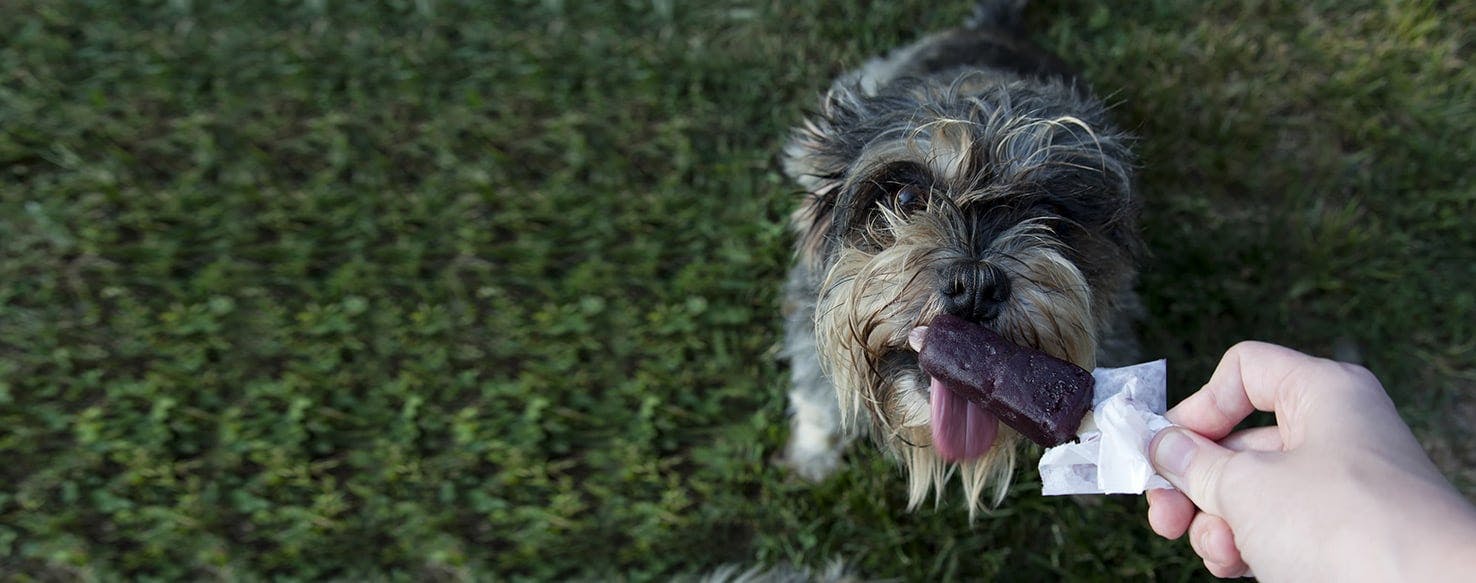 Can Dogs Taste the Same Way as Humans?