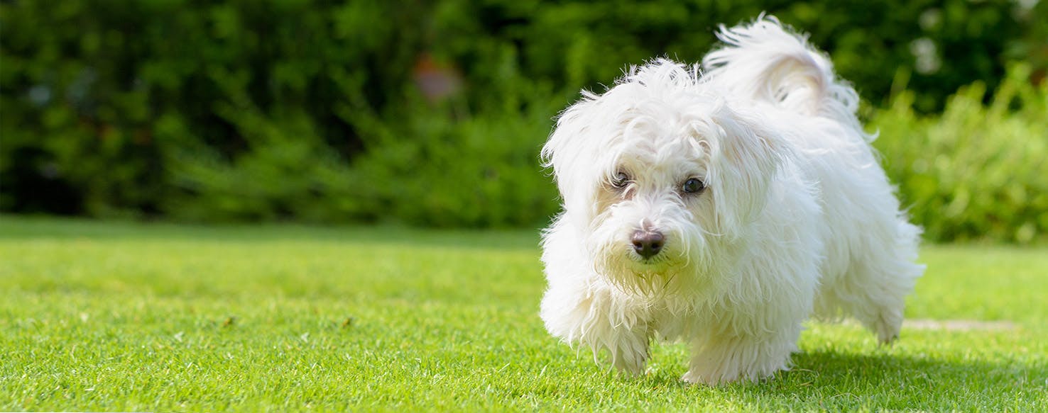 are electric fences good for dogs