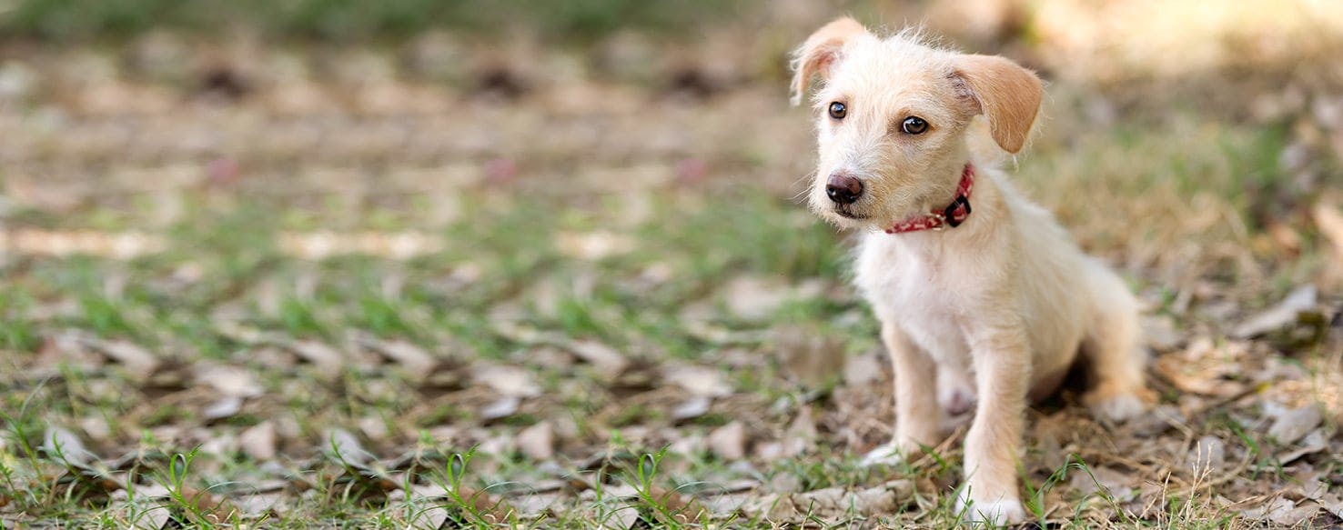 Can Dogs Hear Bluetooth?