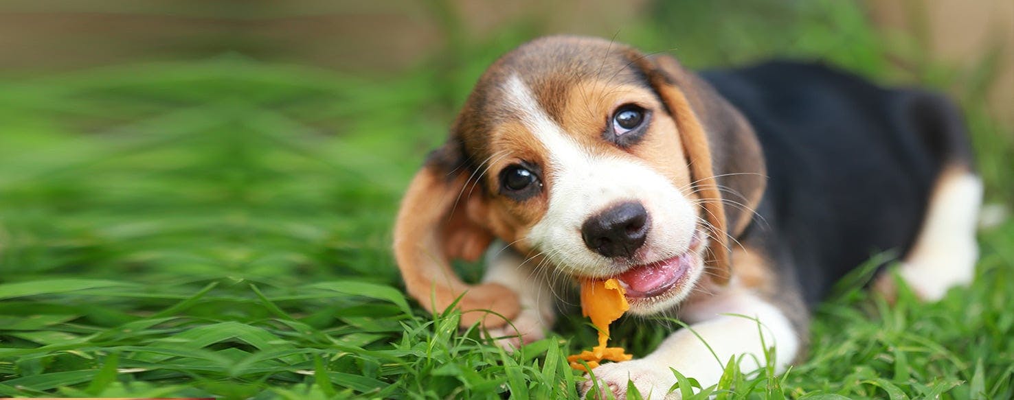 can dogs eat citrus fruits