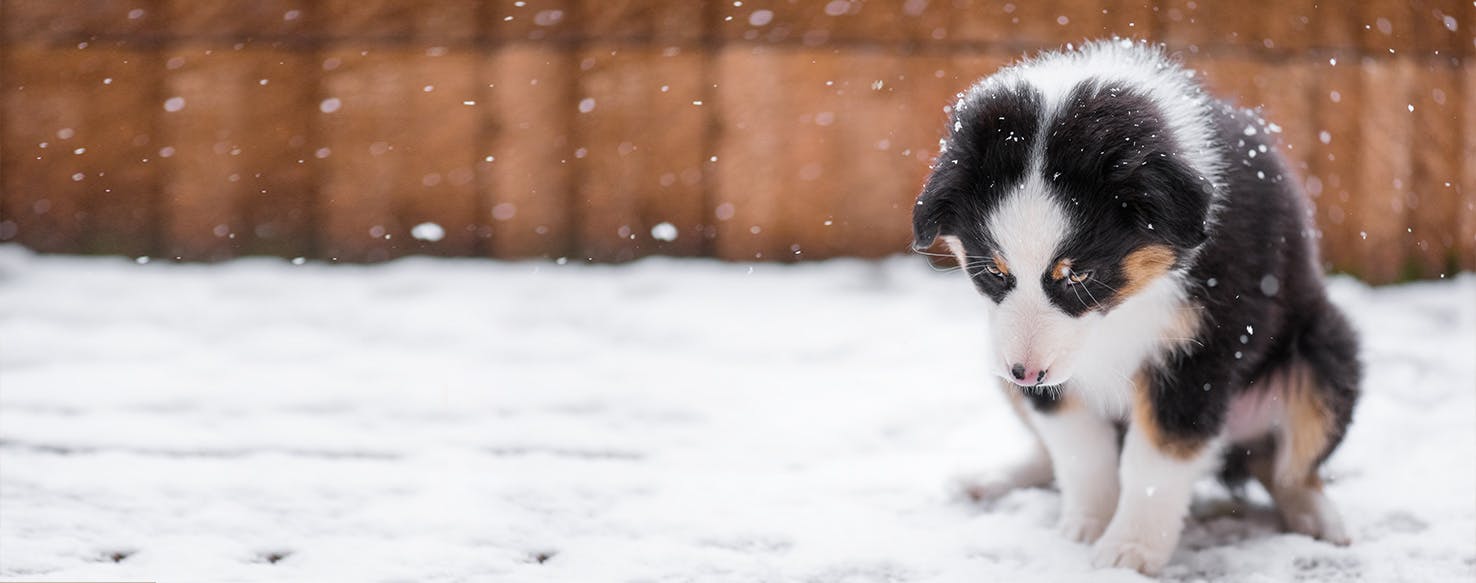 dogs and the cold