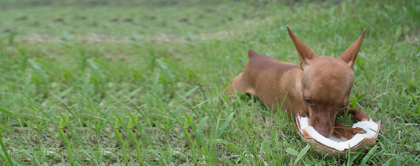 can i give my dog coconut water for dehydration