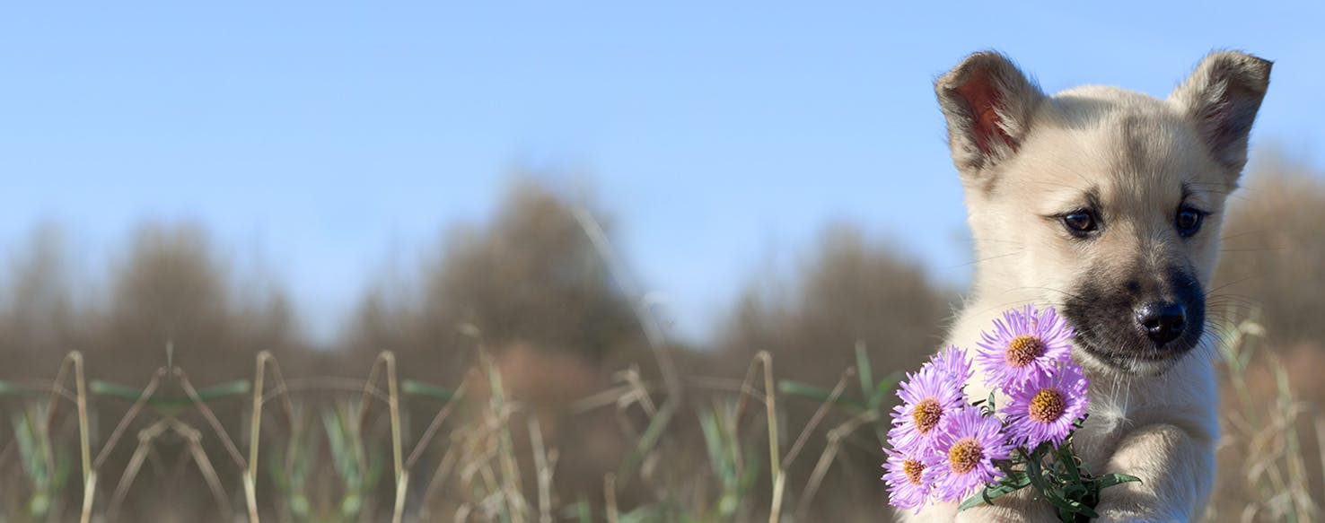 Can Dogs Smell Flowers?