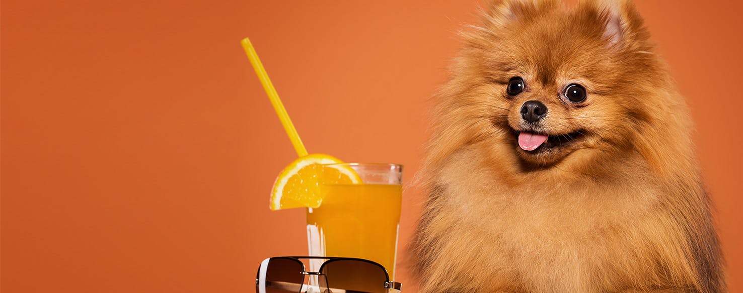 Can Dogs Taste Citrusy Food?