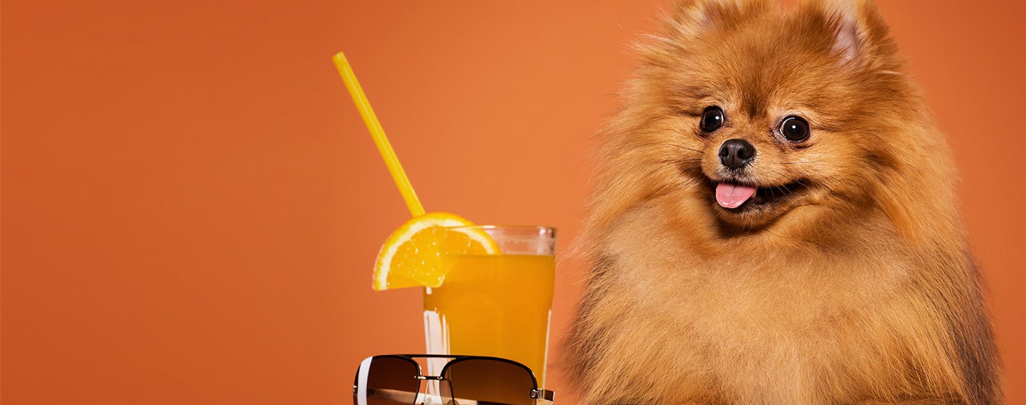 is orange juice good for dogs