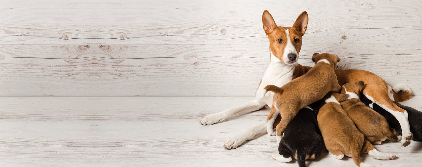 Can Dogs Remember Their Babies?