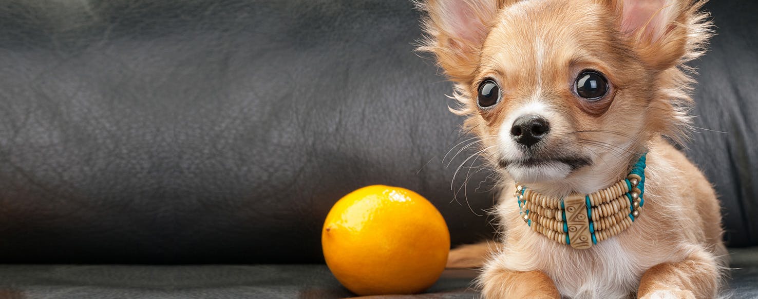 Can Dogs Taste Lemony Food?