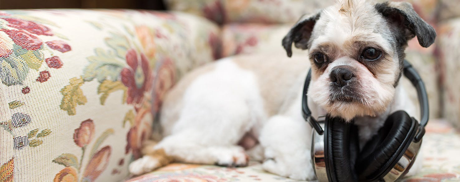 Can Dogs Hear Music Through Headphones?