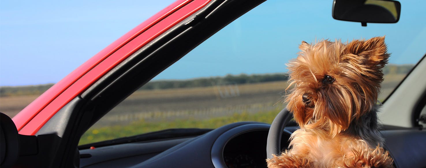 Can Dogs Know How to Drive?