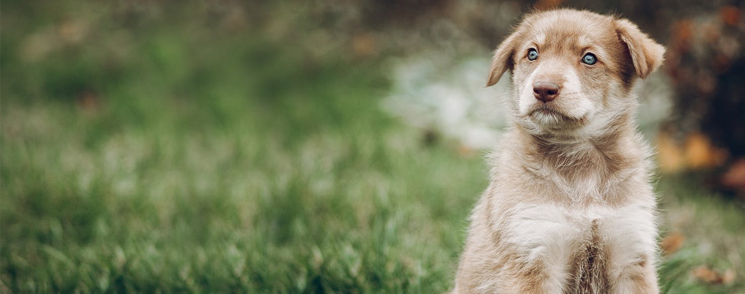 Can Dogs Feel Frightened?