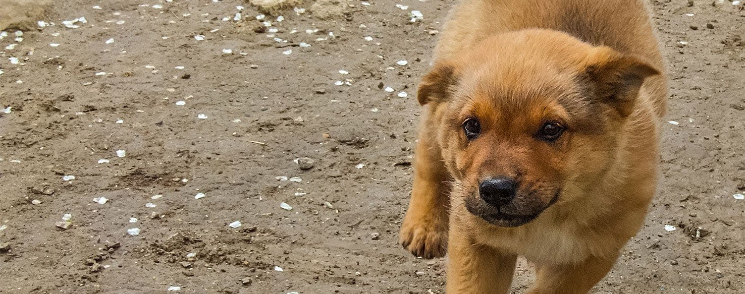 Can Dogs Feel Mosquito Bites? - Wag!