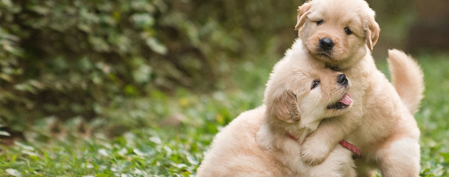 Golden Retriever Puppy Meeting Her New Lab Sibling Is Giving People the  Feels