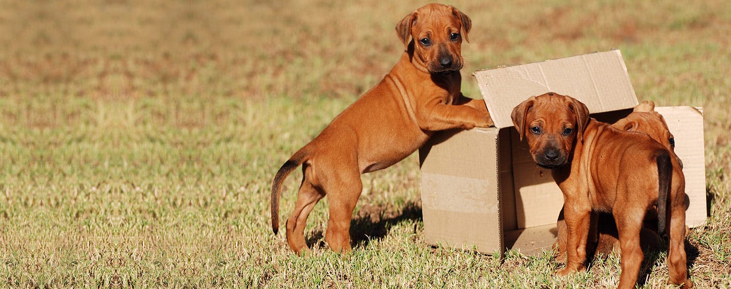 Dogs Tilt Their Heads When Concentrating and Recalling Information