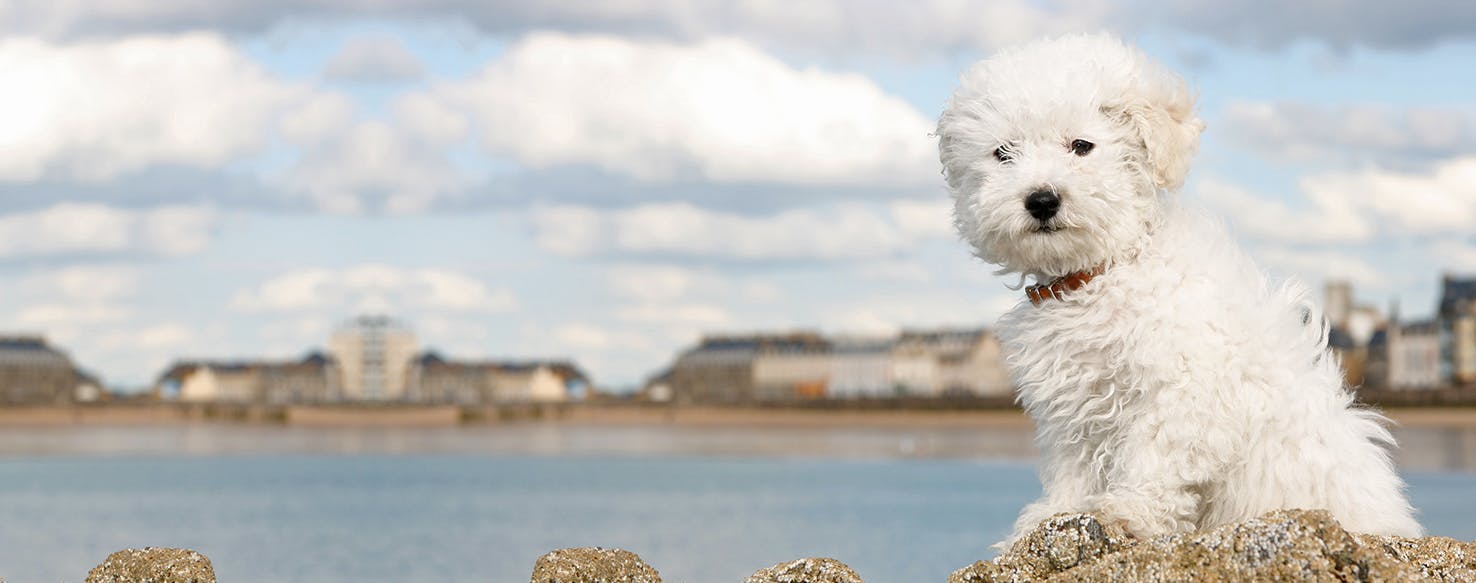 Can Dogs Hear Dolphins?