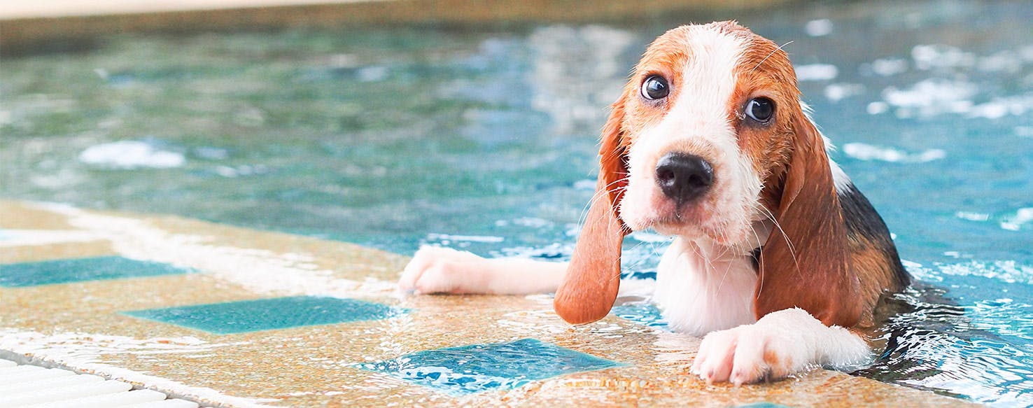 can puppies swim in a pool