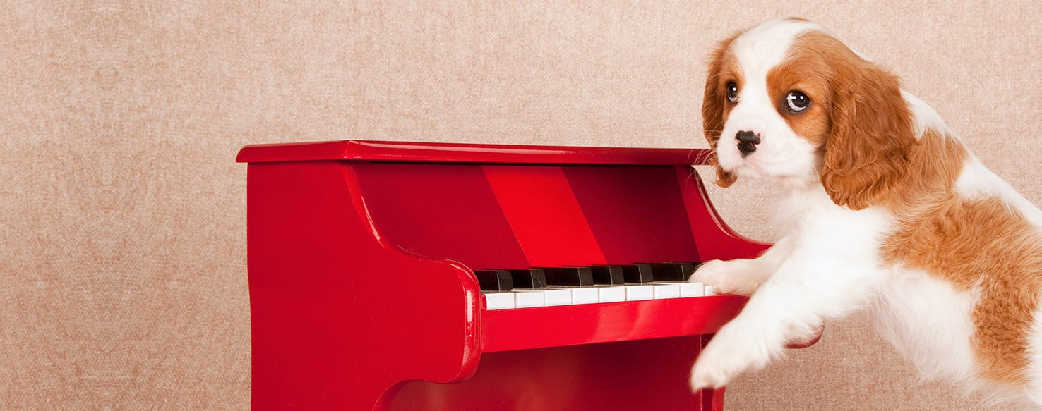 Can Dogs Like Music?