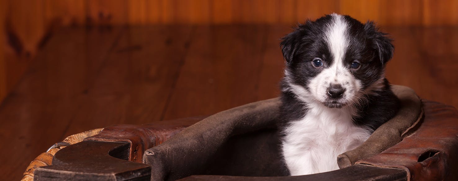 Can Dogs Hear Whistles?